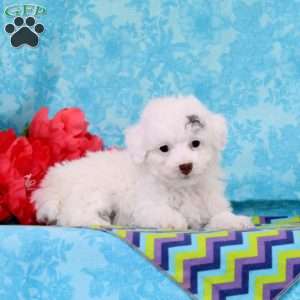 Reeses, Toy Poodle Puppy